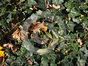 Fall autumn leaves on the ground