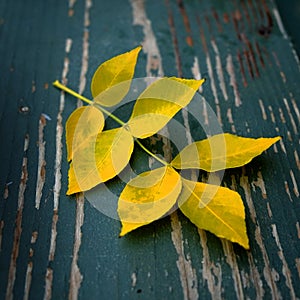 Fall Autumn Leaves on Old Worn Wood