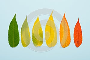 Fall autumn leaves in a row gradient from green to red on blue pastel background