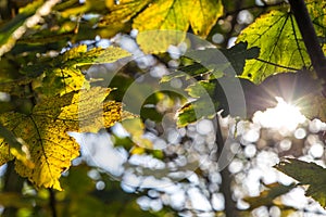 Fall Autumn leaves on a sunny day clear and green with sun ray