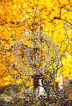 Fall autumn leaves tree