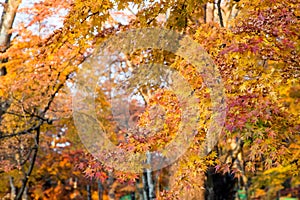 Fall Autumn leaves on trees in Japan