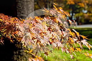 Fall Autumn leaves on trees in Japan