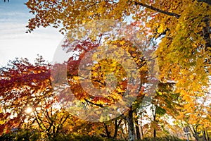 Fall Autumn leaves on trees in Japan