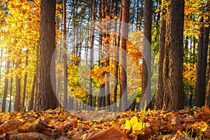 Fall. Autumn nature landscape. Colorful trees. Yellow and Red leaves is falling on ground. Scenery autumn