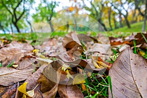 Fall Autumn Park