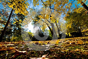 Fall autumn park. Falling leaves