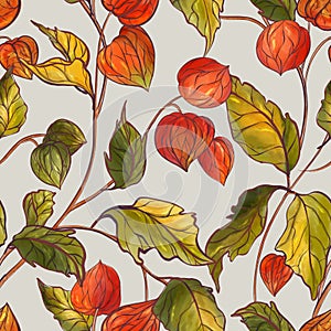 Fall autumn physalis plants light , Ripe physalis bush seamless pattern. Redberries farm background fall design, autumn chinese