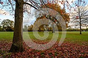 Fall autumn trees in Blake Recreation Ground in West Wickham, Kent, UK