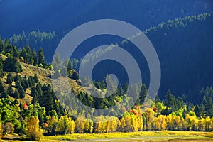 Fall Autumn Trees in Valley with Green Pine Forest Mountains