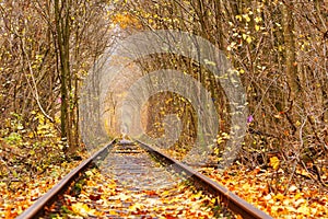 Fall autumn tunnel of love in Klevan Ukraine.