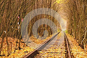 Fall autumn tunnel of love in Klevan Ukraine.