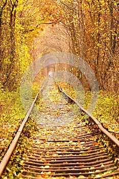 Fall autumn tunnel of love in Klevan Ukraine.