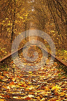 Fall autumn tunnel of love in Klevan Ukraine.