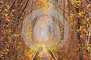 Fall autumn tunnel of love in Klevan Ukraine.