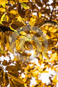 Fall autumn yellow orange leaves of chestnut tree pattern motif