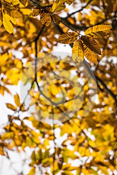 Fall autumn yellow orange leaves of chestnut tree pattern motif