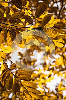 Fall autumn yellow orange leaves of chestnut tree pattern motif