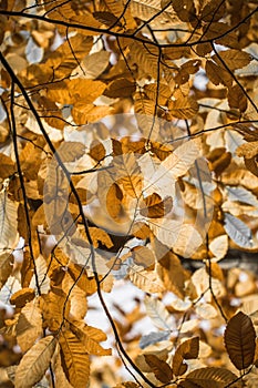 Fall autumn yellow orange leaves of chestnut tree pattern motif