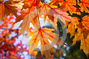 Fall background