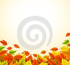 Fall background for autumn season with collection of orange and yellow maple leaves
