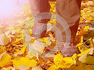 Fall background. Colorful leaves in park everywhere