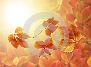 Fall background. Colorful red and orange autumn leaves with blurred background and copy space for writing