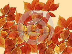 Fall background. Colorful red and orange autumn leaves with sun rays and copy space