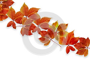 Fall background. Colorful red and orange autumn leaves on white background and copy space for writing