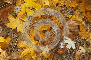 Fall background concept. Autumn yellow landscape. City autumn park. Outdoor. Toned image