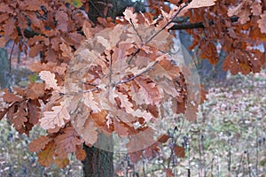 Fall background concept. Brown oak leaves in autumn. City autumn park, warm weather