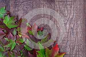 Fall background, green and red maple leaves piled in a corner, on a rustic wood background