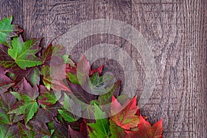 Fall background, green and red maple leaves piled in a corner, on a rustic wood background