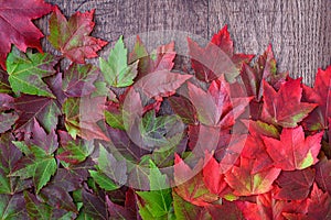 Fall background, green and red maple leaves in various shades with the corner of a rustic wood background