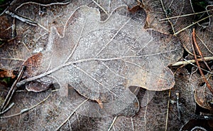 Fall background - oak leaves under hoarfrost