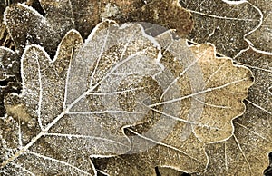 Fall background - oak leaves under hoarfrost