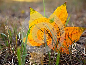 Fall background with orange maple leaf