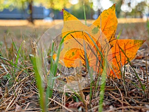 Fall background with orange maple leaf