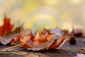 Fall background. Orange yellow autumn leaves on wooden table. Sunny blurred background, bokeh lights