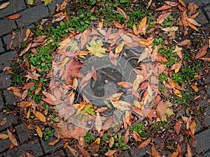 Fall background of a steel drain lid surrounded by colorful foliage