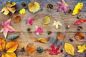 Fall Background with a Variety of Fall Leaves on Dark Oak Wood