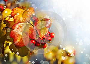 Fall background with yellow leaves, red berries photo