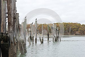 Fall, Bare Cove Park with Cormorants on old dock pilings