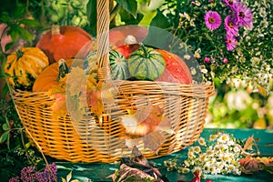 Fall basket autumn harvest garden pumpkin fruits colorful flower