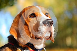 Fall beagle dog