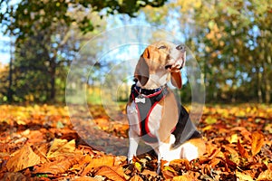 Fall beagle dog