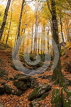 Fall in the Beech Tree Forest