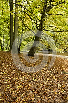 Fall in beech tree forest