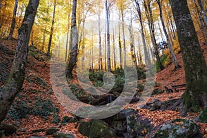 Fall in the Beech Tree Forest