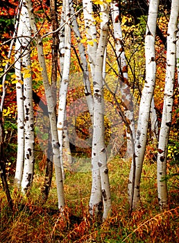 Fall Birch Trees